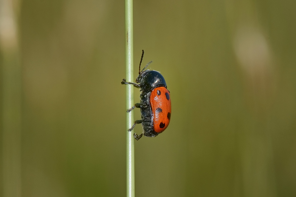 Cryptocephalus primarius? S, Chrysomelidae